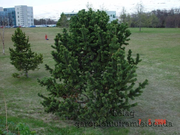 Kjarr Grodrarstod Pinus aristata - Broddfura - planta 1 við MA á Akureyri