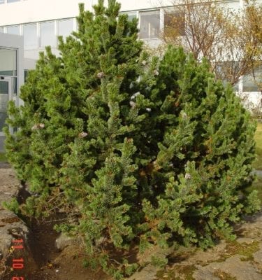 Grodrarstod Kjarr Pinus aristata - Broddfura - planta_GH